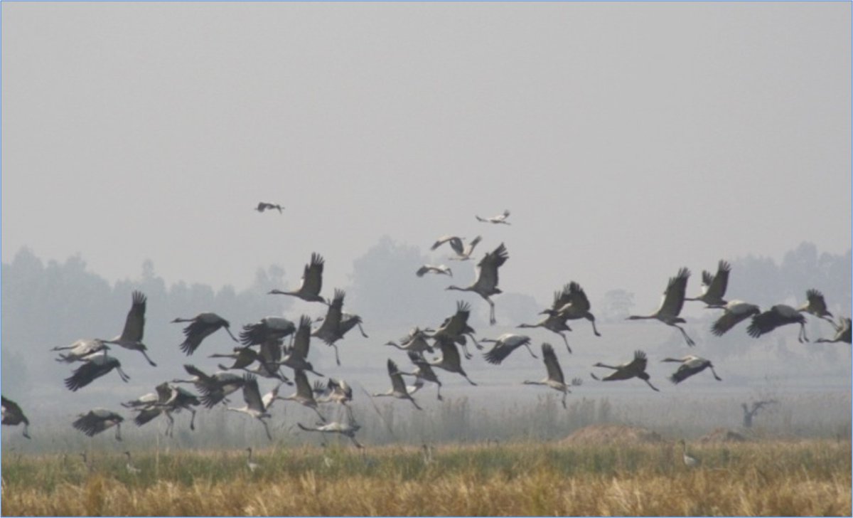 #NatureLovers welcome to join #WaterBirdCensus to be organized by @WWFINDIA & @PBB_GoP  involving #BiodiversityManagementCommittees at #RamsarWetland #KeshopurMiani #Gurdaspur under #AsianWaterBirdCensus on 12.02.22 at 09.30 AM
@moefcc @RamsarConv @WetlandsInt @JKAroraEDPSCST