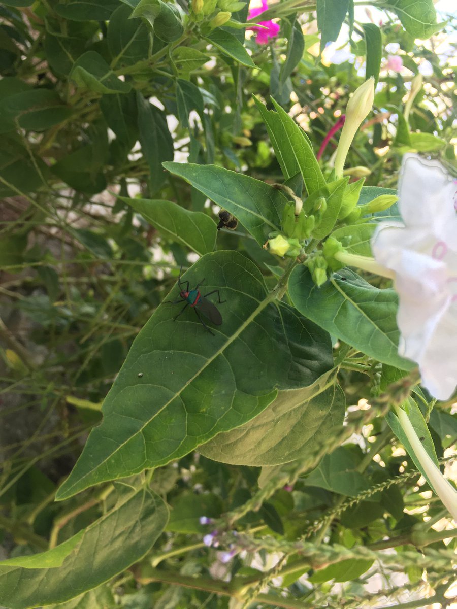 geneticlover's tweet photo. https://t.co/uxOoHNELGh