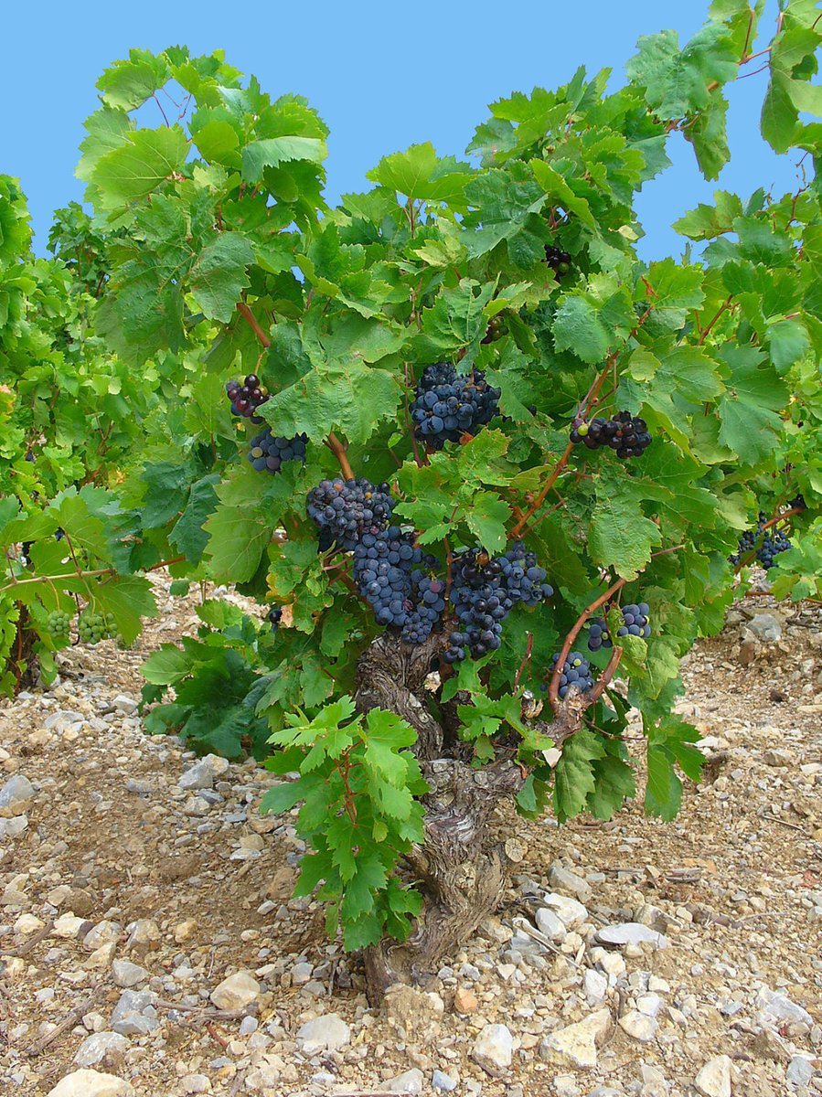 ¿Qué es la vid(a)?
Troncos, frutos y flores.
#Vino #Wine #Winelover #Enoturismo