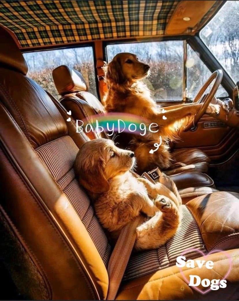 #Babydoge #doge #binance #คนนอกกรุง เดี๋ยวพ่อ Doge จะพาไป Moon…!
ใจร่มๆไว้เจ้า Babydoge ลูกรัก