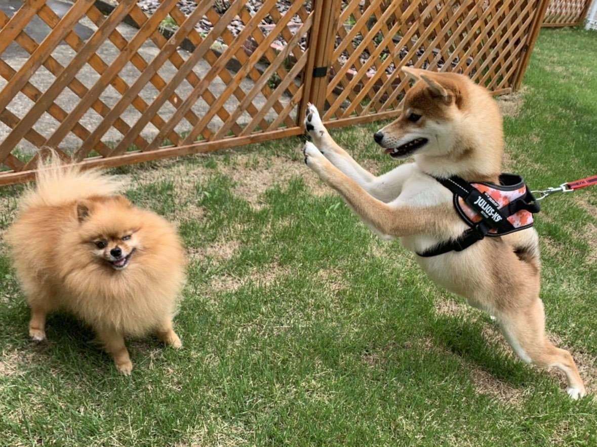 kansukepome's tweet photo. 両手パンチで遊びたい柴犬。
「いや、もういいって」と面倒臭そうな勘助
#遊びたい　#かまってほしい　#めんどう　#さすがに　#ポメラニアン　#柴犬 https://t.co/l1MxvJ8G0t