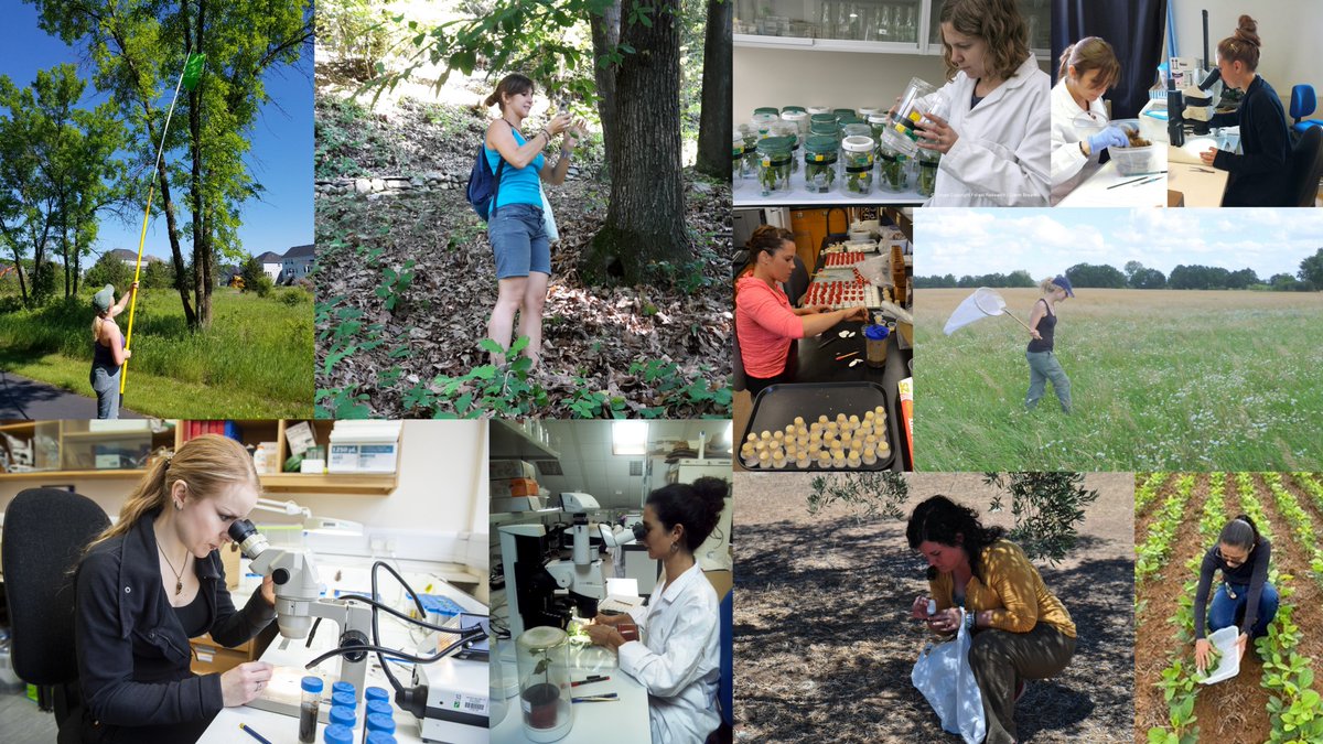 Agricultural and Forest Entomology tweet media