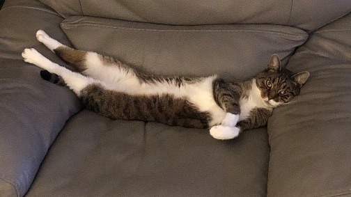 Battersea_'s tweet photo. Ready for some good news this Friday? Ex-Battersea cat Bertie has settled wonderfully into his new home! As you can see, he's already made himself very comfortable 🤣 https://t.co/d8GCZgEtCp