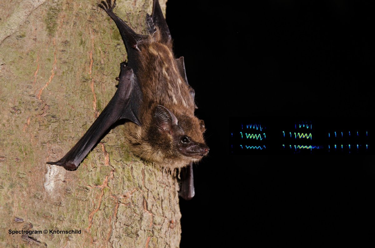 Recently sequenced!
The Saccopteryx Bilineata is a remarkable vocal learner. Their vocal repertoire has many vocalisation types that are produced in different behavioural contexts. Did you know that pups even go through a babbling phase during song acquisition? 🦇🧬