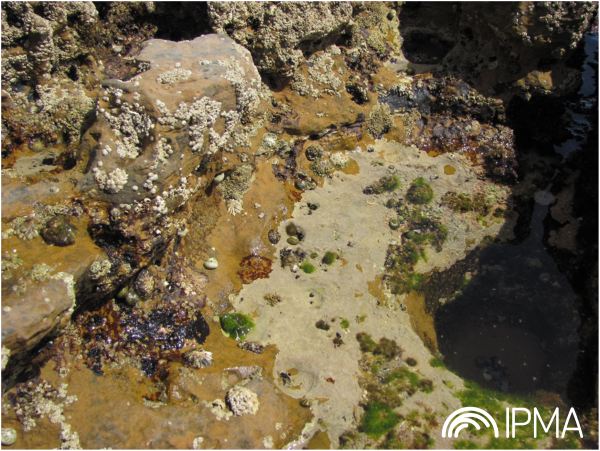 ipma_pt's tweet photo. 📢Conheça a nova classificação sanitária de produção de moluscos bivalves de todas as zonas litorais e estuarino-lagunares existentes em Portugal Continental, conforme emanou do Sistema Nacional de Monitorização (SNMB) do IPMA👉https://t.co/jBmOd3iG0Y
#IPMAOceano #SNMB #bivalves https://t.co/NQ75qt2lY9