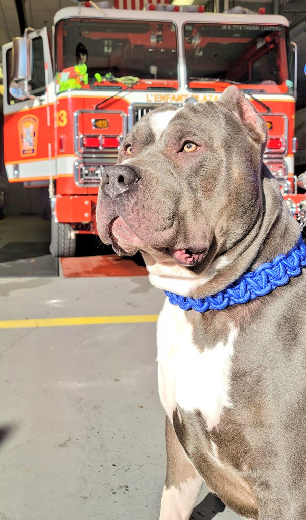chebert13's tweet image. Today's firehouse visitor... 140lbs of muscle and the sweetest boy ever. #AmericanBully #DCFD #Engine13