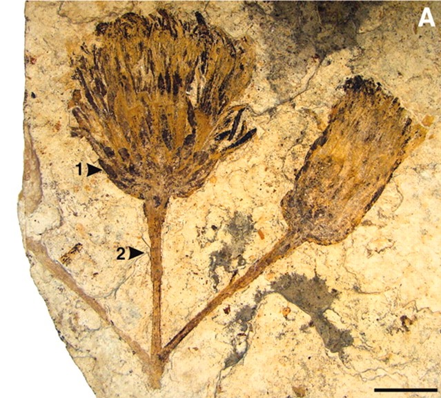FossilBonanza's tweet photo. The flower head of an Eocene daisy from southern Argentina.
https://t.co/onHFEtb3MI
#Flowers #FlowerWeek #Fossils #FossilFriday https://t.co/RR4JkAbWkM