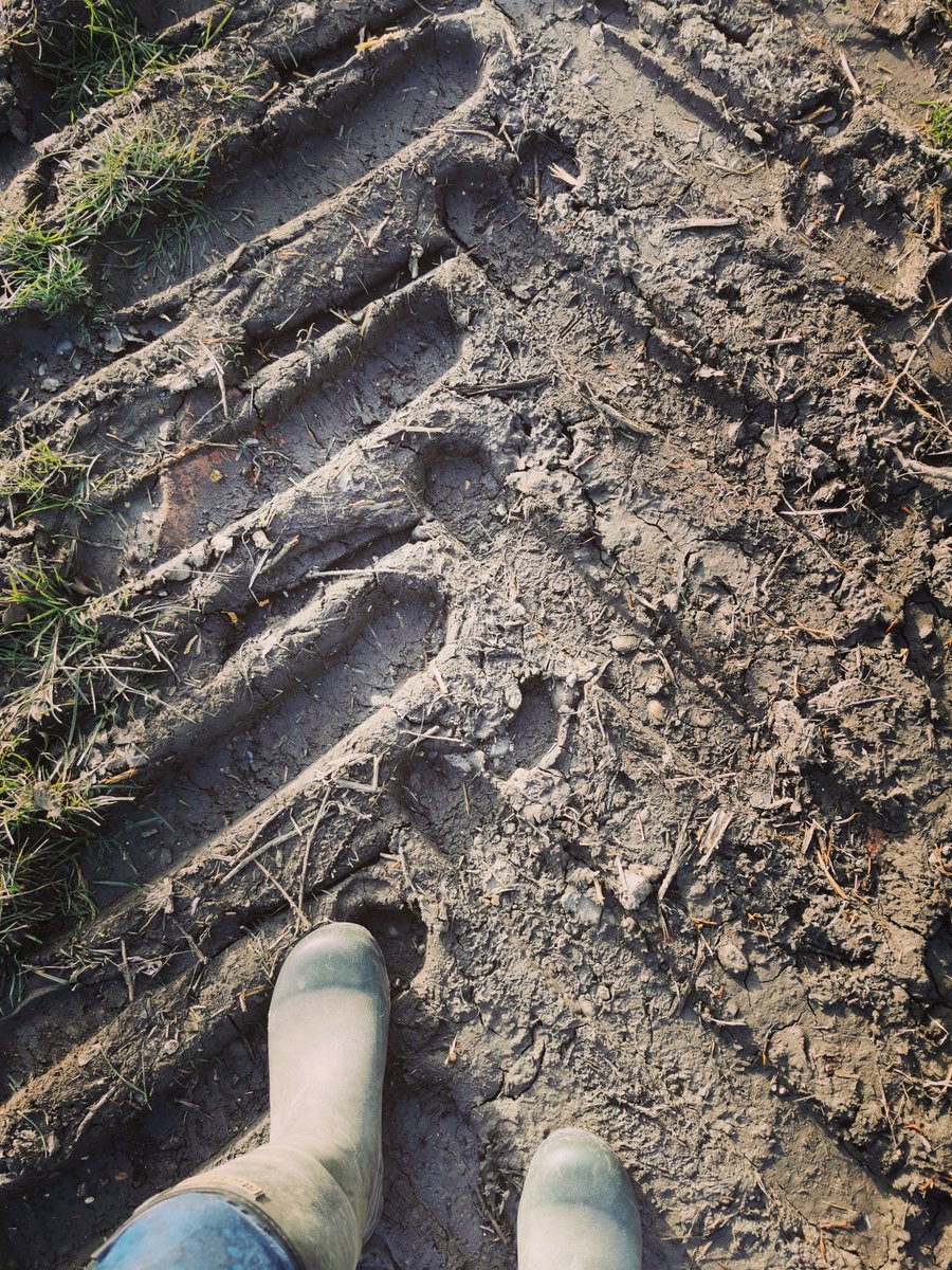 fishermodularuk's tweet photo. A dry day here &amp; a warm sun on our backs as some of us did a bit of off roading in search of a site this morning!

#4WD #offroading #poweredbywellies #ruralbusiness #sitework #research #allinthedetail #customerservice https://t.co/TG7Se21bdO