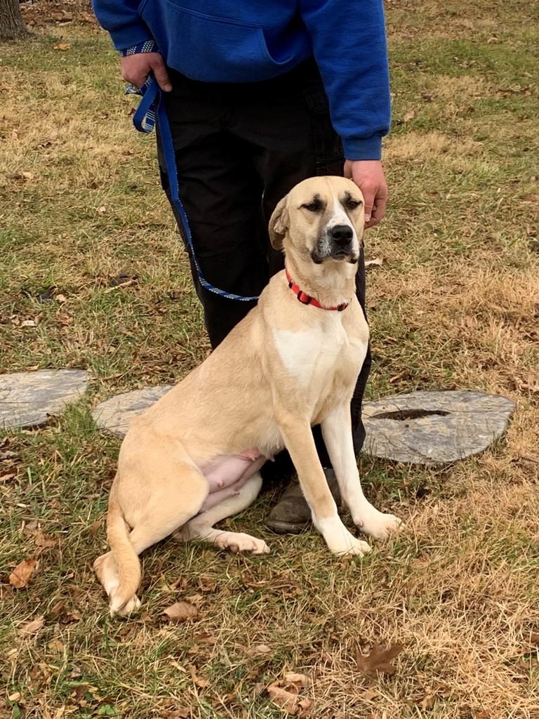 OPH_Rescue's tweet photo. Meet Naya! She's an incredibly sweet 5yo Great Pyrenees mix. She weighs 60 lbs, but needs to gain weight!
She's easygoing and a couch potato - just wants snuggles, food, and sleep.
Sound like a match? Learn more at https://t.co/VBLtzqW9jO
#greatpyrenees #adultdogs #rescue #love https://t.co/Og3Jx0fBuO