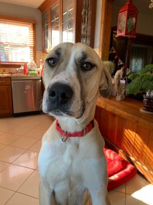 OPH_Rescue's tweet photo. Meet Naya! She's an incredibly sweet 5yo Great Pyrenees mix. She weighs 60 lbs, but needs to gain weight!
She's easygoing and a couch potato - just wants snuggles, food, and sleep.
Sound like a match? Learn more at https://t.co/VBLtzqW9jO
#greatpyrenees #adultdogs #rescue #love https://t.co/Og3Jx0fBuO