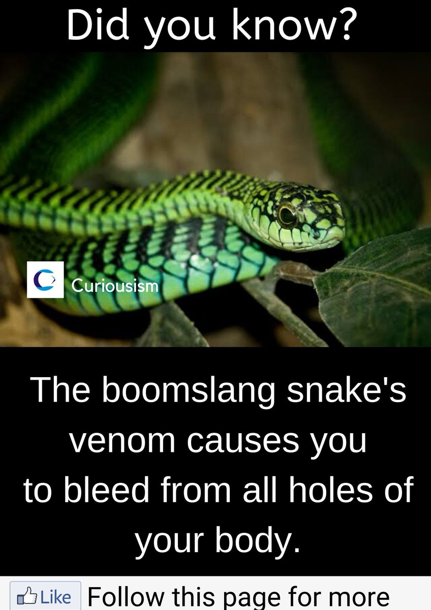 random_snakes's tweet photo. #UnlikelyTedTalks "How I went from being angry, to being angry and snaking things TF out in three easy steps!"
1) Identify a person/thing you find stupid ๐คช
2) Express your opinion ๐คฌ๐
3) Add snakes and science facts https://t.co/wRKnW90ary