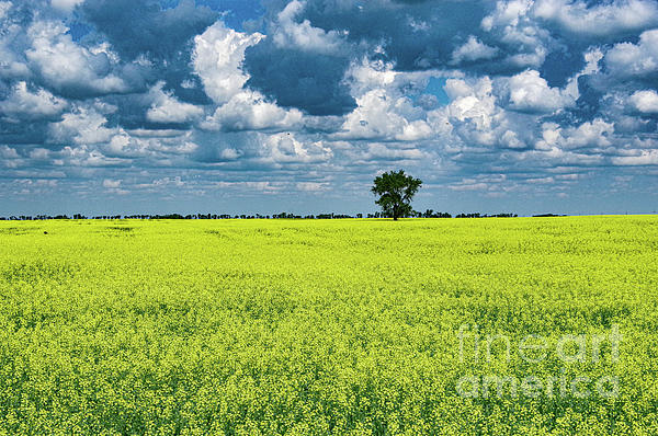 dirtyduckwall's tweet photo. New artwork for sale! - "Breath taking yellow" - https://t.co/1a1lb72XBM @fineartamerica https://t.co/TGL0ishz2m