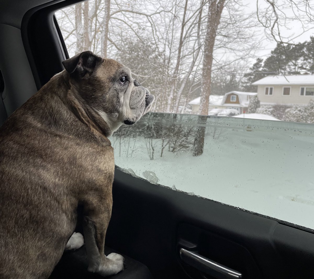 TobyBully's tweet image. hey friends, I’m going in for a small procedure at the vet this morning and could use some good thoughts 🙏🏽