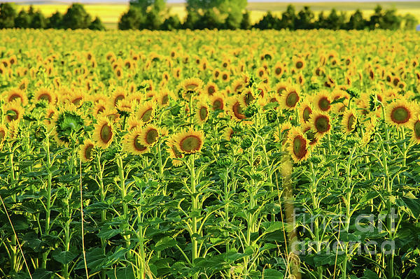 dirtyduckwall's tweet photo. New artwork for sale! - "Sunflowers in a field" - https://t.co/7RTFCVGMSu @fineartamerica https://t.co/djV6uJWjsW