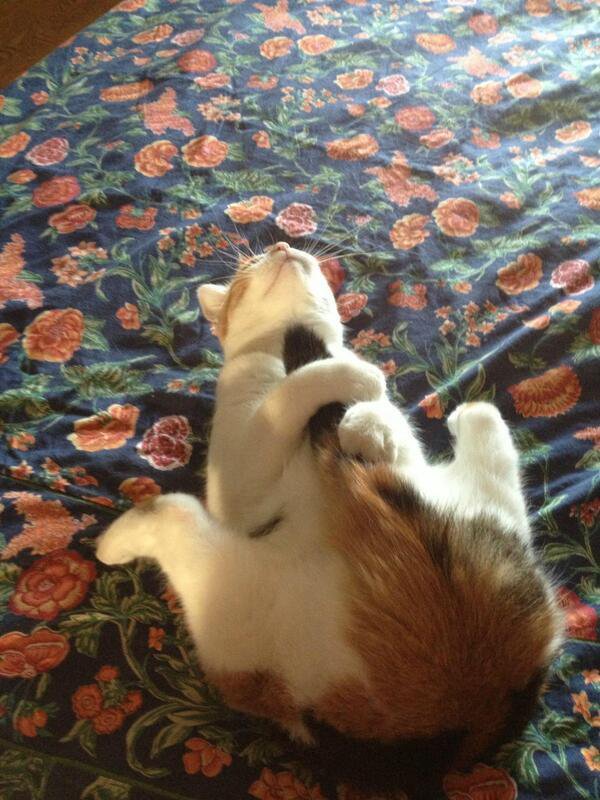 💞しっぽで遊んでる☆