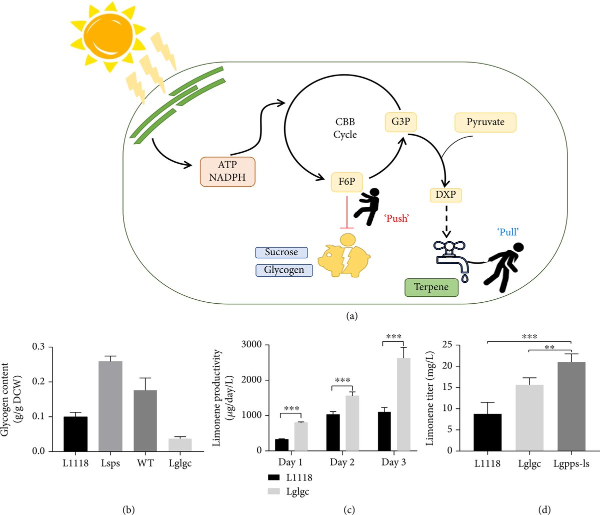 BioDesignR's tweet photo. Altered Carbon Partitioning Enhances CO2 to Terpene Conversion in Cyanobacteria
See more details about this article:
https://t.co/GYadYqVM6b https://t.co/HFA1Hr9uOb