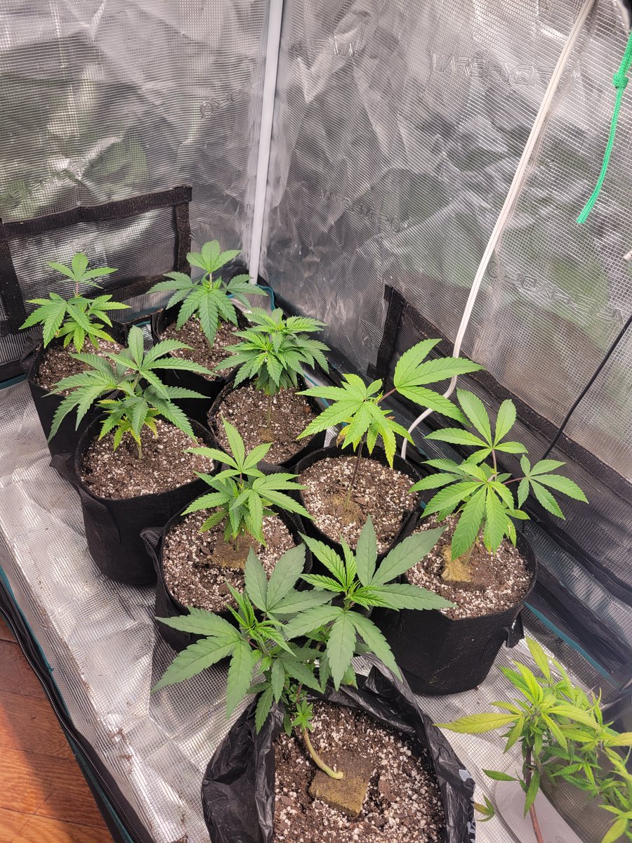 BroodXGenetics's tweet photo. Tried the solo cups this run and the plants really didn't seem to like them... transferred into fabric pots and they're already looking better 7 days later. https://t.co/gfAz5QfMQz