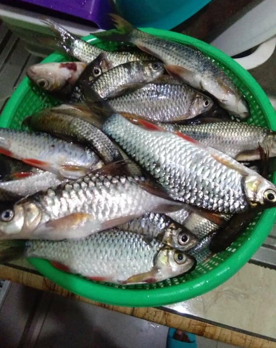 maun_wonosobo's tweet photo. @VIVAcoid Mending jor joran kalo nyata ada barangnya... Yang di sayang kan nanti kalo uangnya gak di pake beli... Nanti malah dijadikan ajang pesta uangnya dan ajang  korupsi he he he sekedar Masukan saya orang desa lulu's an SD cuma itu aja.... https://t.co/qqQbjiXafF