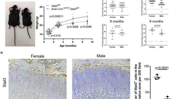 How do IL-6 &amp; associated genes influence not only inflammation, but regeneration bit.ly/3JgtG62  #Rheumatology #RheumTwitter #MedTwitter