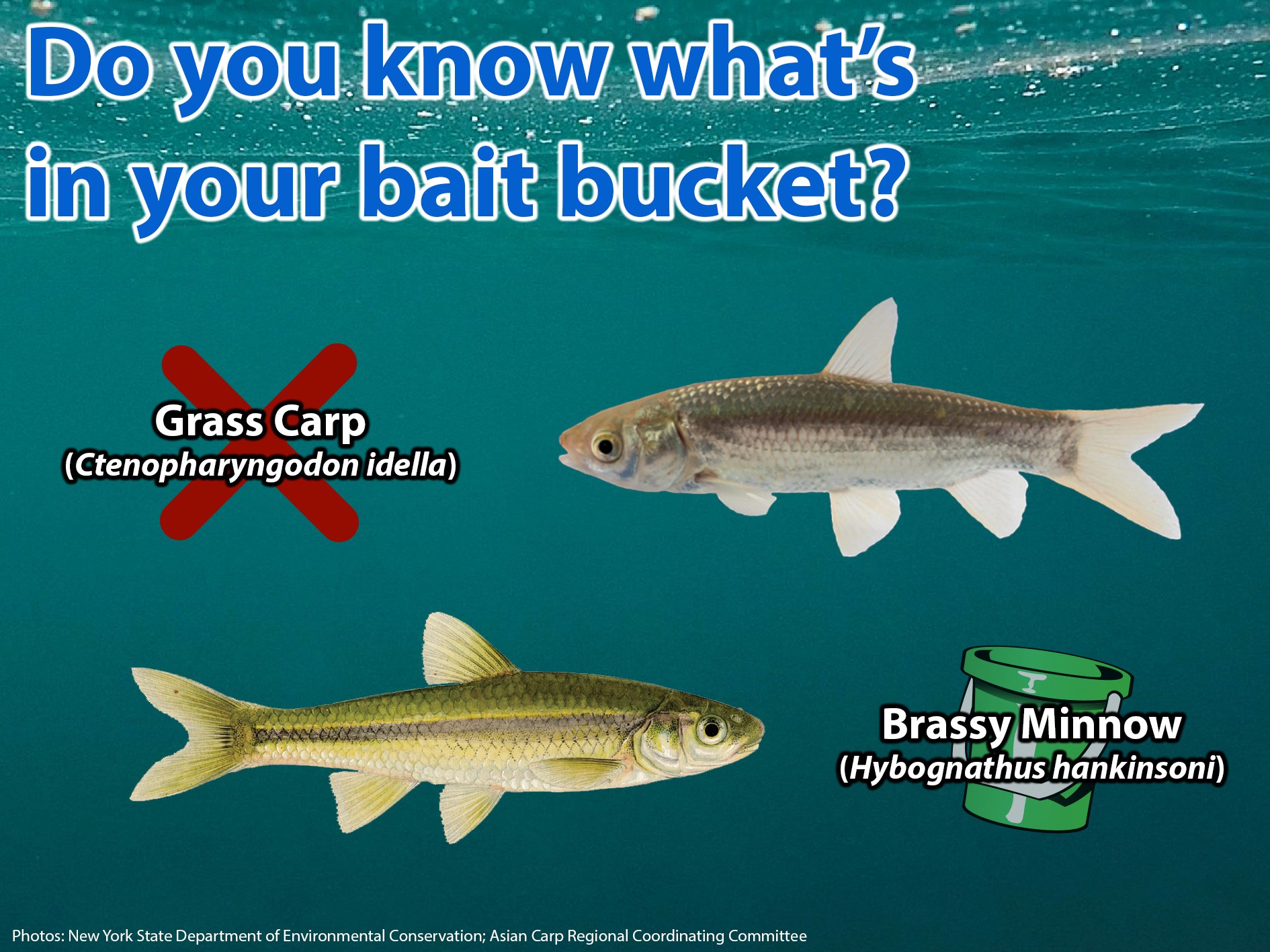 Invading Species on X: It can be difficult to tell legal baitfish apart  from invasive Asian carp juveniles, like the native Brassy Minnow and  invasive Grass Carp. This is why it's important