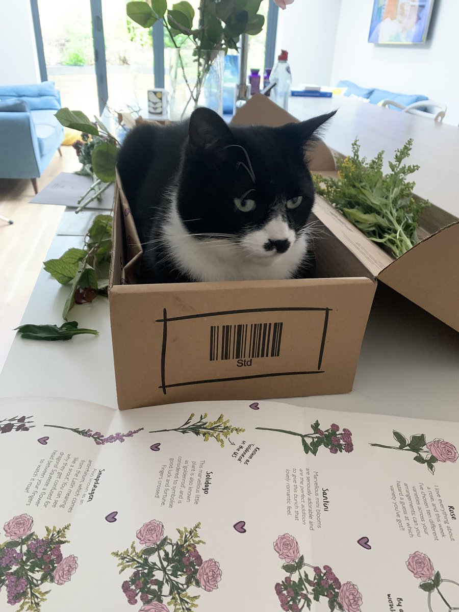 curlylisa's tweet photo. @FreddiesFlowers Beautiful Flowers this week. My assistant wasn’t much help! 😼 #freddiesflowers https://t.co/xuKbimEaBA