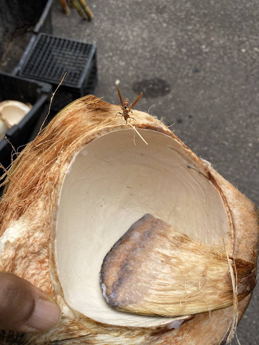 iamevaflow's tweet image. when I speak of More Life..
it isn’t simply about your age
or the year

it’s about feeling more &amp;amp; more Alive
while your here 

(sidenote: guess I was feeling so alive.. a wasp came to say Hi)