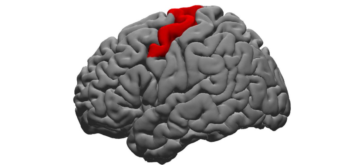 NYU Langone Health (@nyulangone) on Twitter photo Researchers at <a href="/nyugrossman/">NYU Grossman School of Medicine</a> recently pinpointed the part of the brain responsible for controlling errors in speech (the dorsal precentral gyrus), which may help experts create treatments for conditions like stuttering or Parkinson's disease.
Learn more: bit.ly/35O8K7W Researchers at <a href="/nyugrossman/">NYU Grossman School of Medicine</a> recently pinpointed the part of the brain responsible for controlling errors in speech (the dorsal precentral gyrus), which may help experts create treatments for conditions like stuttering or Parkinson's disease.
Learn more: bit.ly/35O8K7W