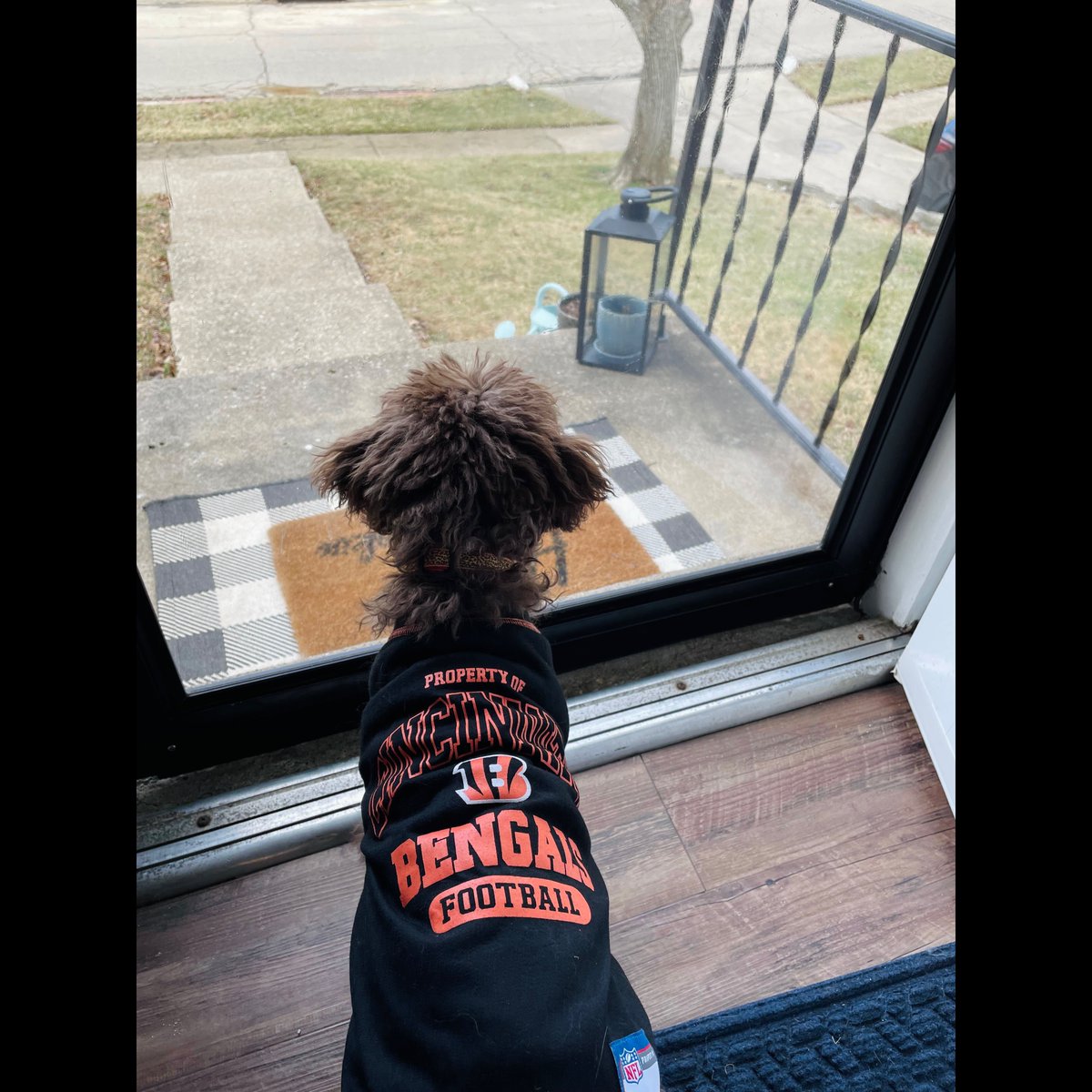 helloample's tweet photo. Gettin' in that Super Bowl spirit for our All-Hands meeting. 

Who Dey all day. 🐅🏈 https://t.co/KIYl3Th7oQ