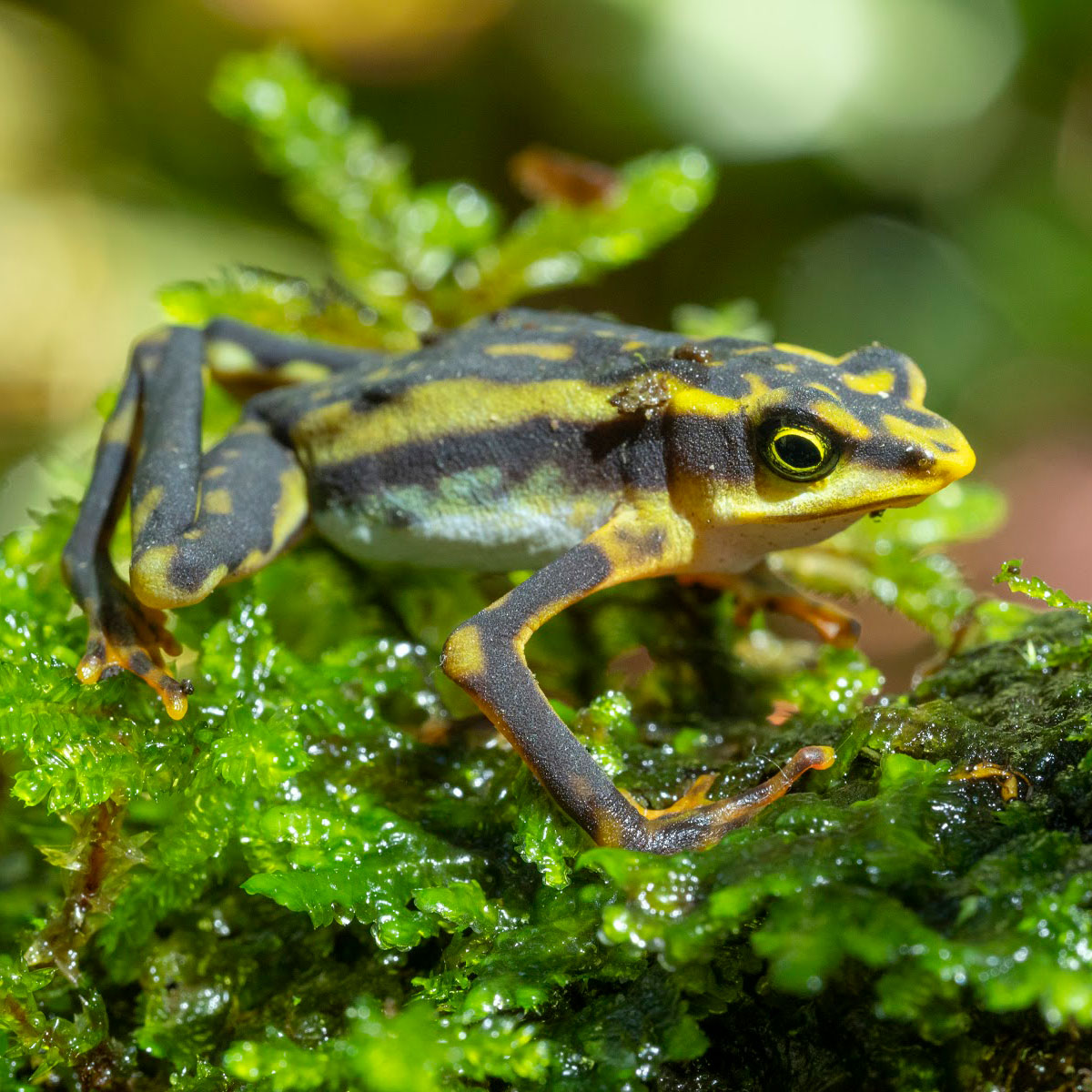 KelloggBioStn's tweet image. K-12 students can investigate the field of biology and learn about cool science happening at #MSUKBS! Exploring with Scientists is an online, six-part series. Come to one or all six! More: buff.ly/3Lr8Q5U