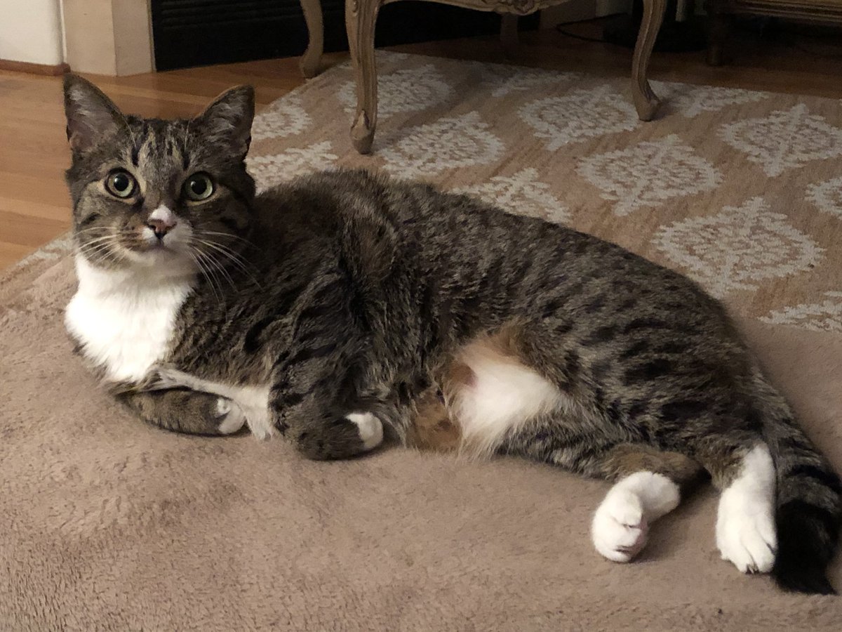 RepCarbajal's tweet photo. Peeps (my family’s rescue cat) is happy to hear that I received a 100% on the Humane Society’s Scorecard this year!
I’m committed to serve as a voice for the humane treatment of our animal friends & will continue to #VoteHumane to improve federal protections for animals. https://t.co/ncX8sogLCP