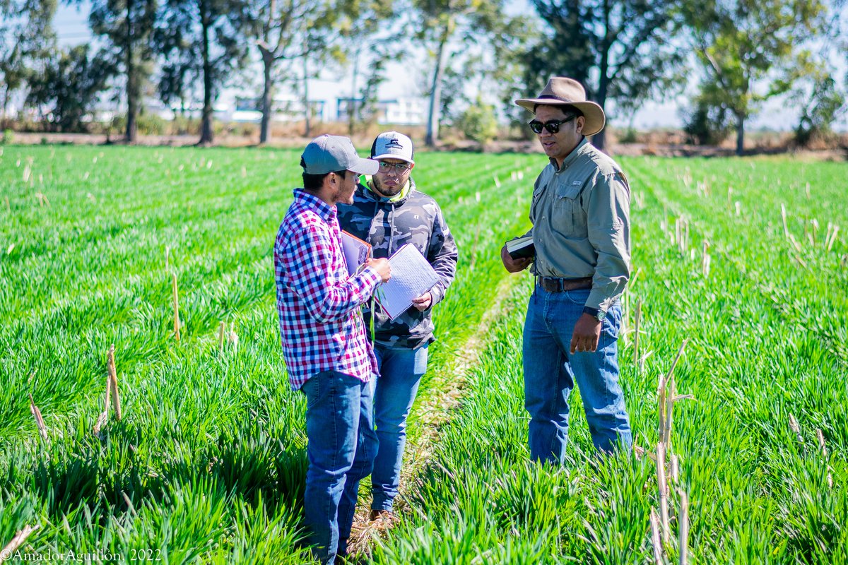 AmadorAguillon's tweet photo. Así los trigos en Irapuato - Salamanca, Gto en Bajío, Méx
Recorrido en parcelas de #AGRIBA. Proyecto de #TRIMEX @PepsiCoMex y @CIMMYT
#YoSiembroAC #Sustentabilidad https://t.co/bxVYuhZzOH