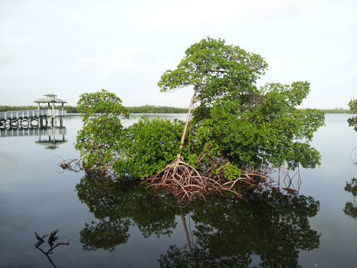 BrowardParks's tweet photo. #MangroveMonday-- Start your week with a a free guided stroll through our mangrove estuary at #AnneKolb Nature Center 10-10:30 a.m.. #LakeObservationTrail #Nature #EasyHike #DaniaBeach #EveryoneUnderTheSun #BrowardParks https://t.co/Q9QDKUJgSf