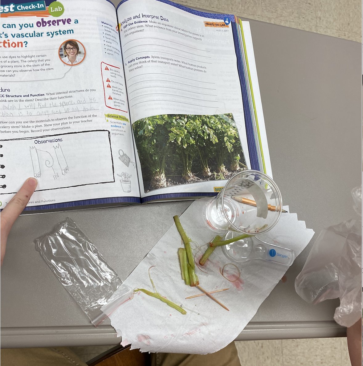 PartridgeElem's tweet photo. Mrs. Thomas's 4th-grade students conducted an experiment in science to identify internal and external structures in plants. Today they searched for xylem. #PartLeads https://t.co/DYOcGRzKkX