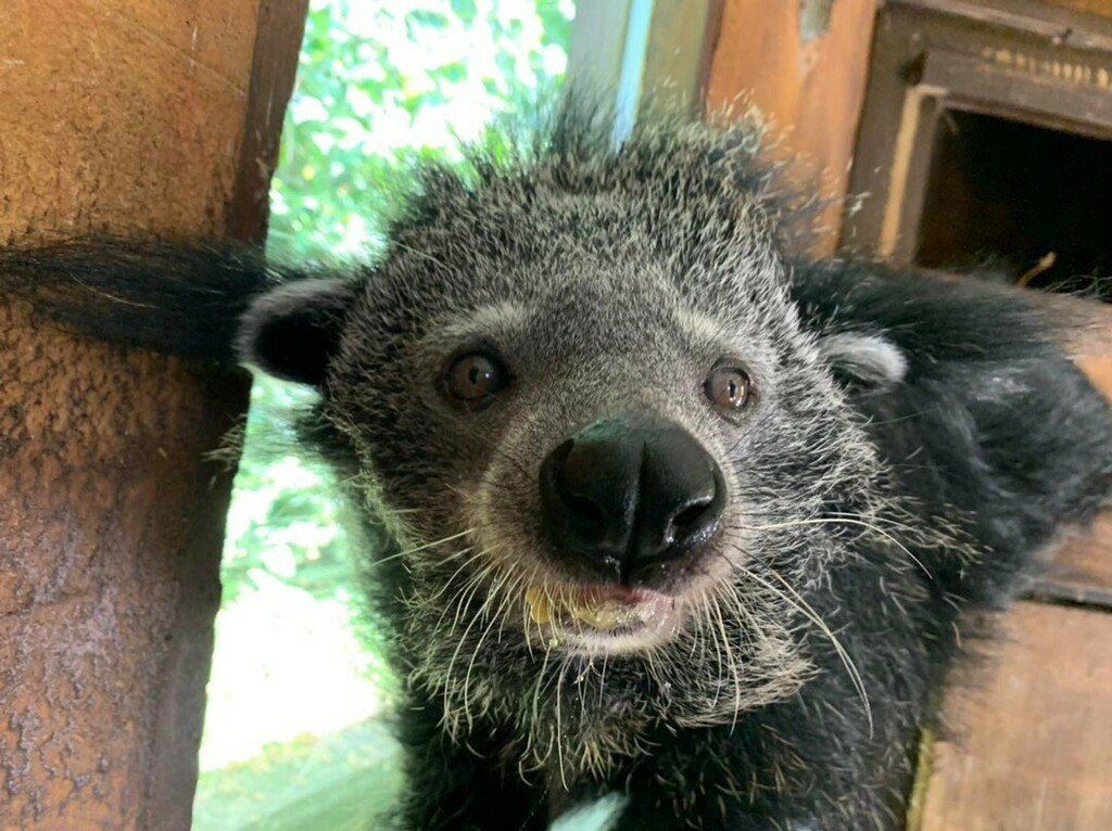 exmoorzoo's tweet photo. Boop
Ever heard of a Binturong? Tayra or Bush dog? Exmoor zoo has some of the world’s strangest and most awesome smelling animals (and some of the worst) why not pop up and see/smell if you agree 😂
#openallyear #binturong #oddanimals #strangeanimal… https://t.co/t1pgW7rXyK https://t.co/o5Cpbb9Ew0