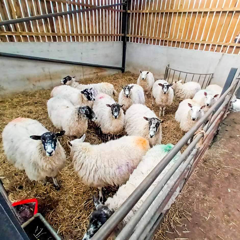 longbyres's tweet photo. We are counting down the days until some little lambs arrive 🐑 #farmstay #lambing #sheep https://t.co/iwfBeM9phO