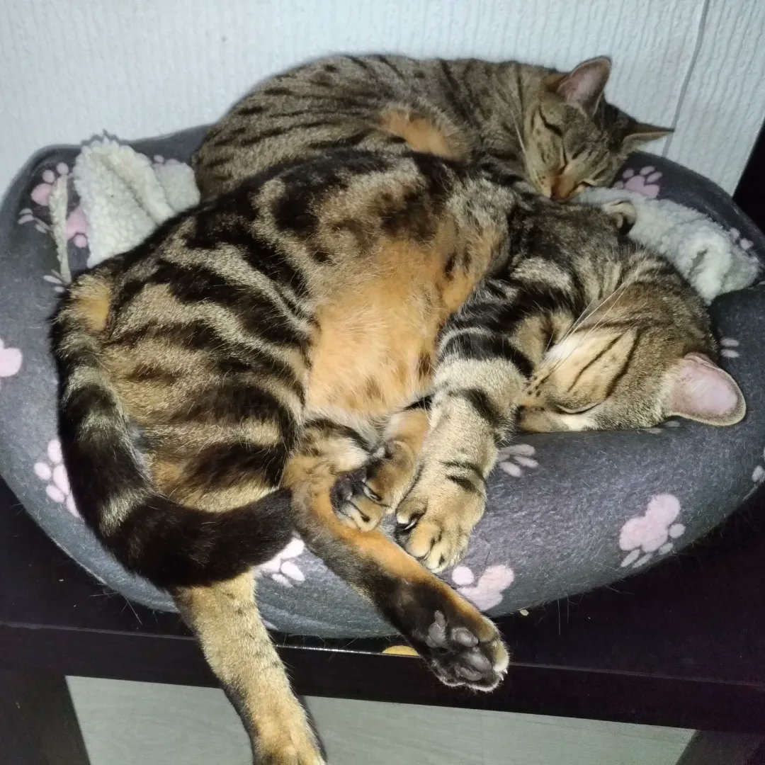 NintendoRetroCollection tweet media