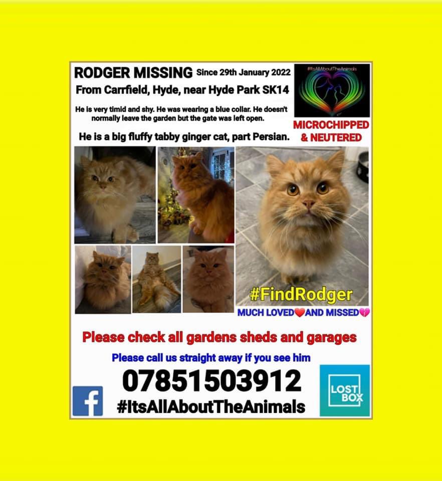 eunicehulmes's tweet photo. #CatsOnTwitter #hydemanchester #findrodger day 14 he has been seen but haven't managed to get him @AnitaJayneBooth has received nasty phone calls but guess what you sickos she's a strong person and so are her friends #bringrodgerhome nothing will stop us πβ€οΈ https://t.co/SsxGOTFejS