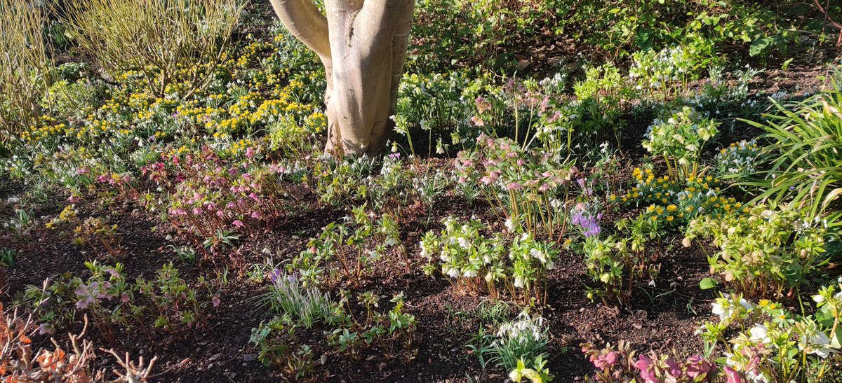 The Winter border in the sunshine yesterday. ☀️
There is plenty to see in the garden at this time of year. Many people have the misconception that there is nothing to see in winter! 

<a href="/BhamBotanicalGd/">Birmingham Botanical Gardens UK</a>