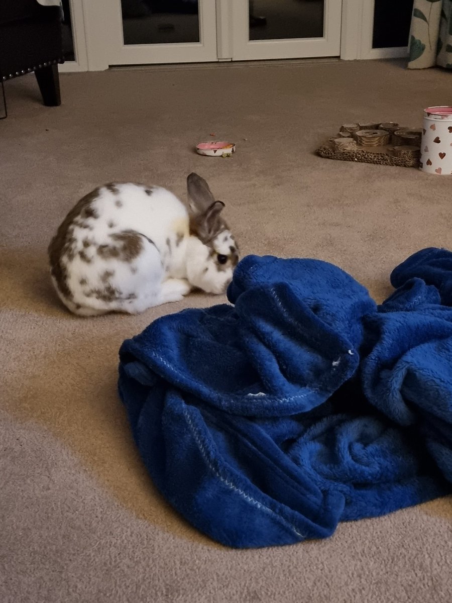 DiabeticC's tweet photo. Creating all the mess tonight! #bunfun https://t.co/YXYM6RyXsY