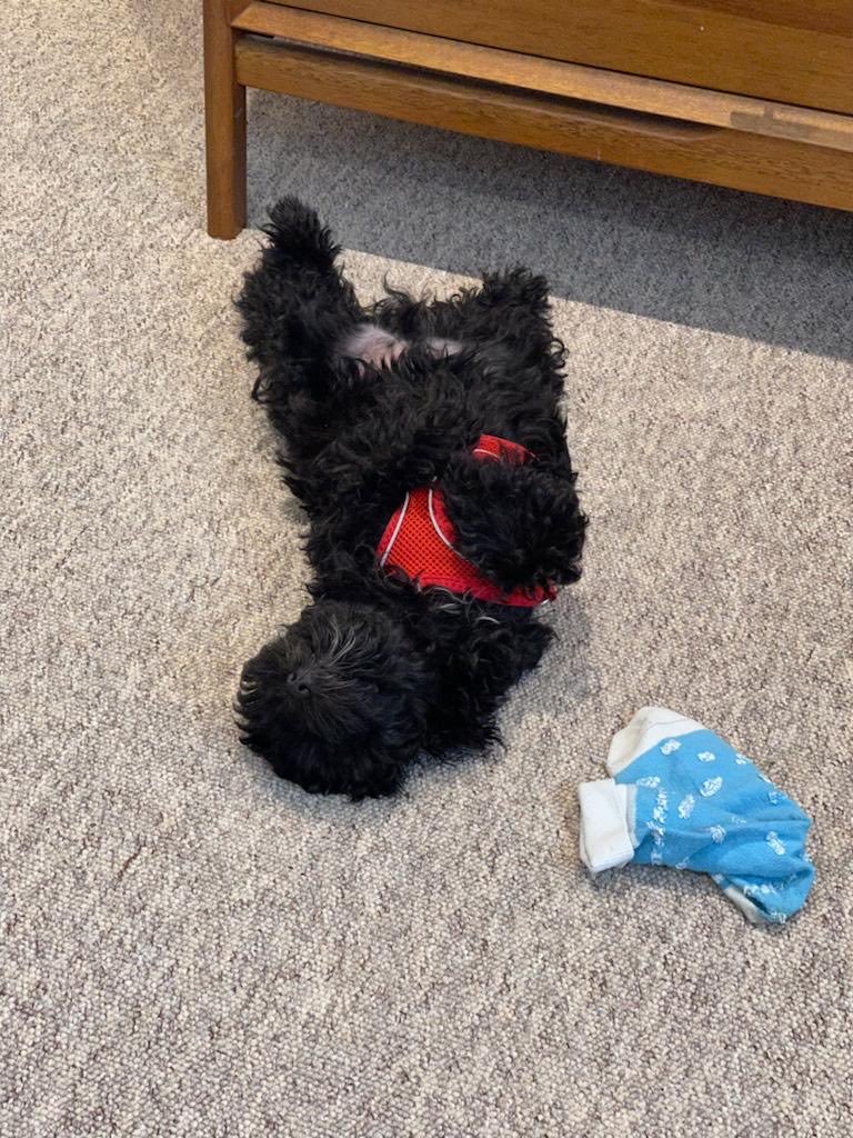 Aisling Creevey tweet media