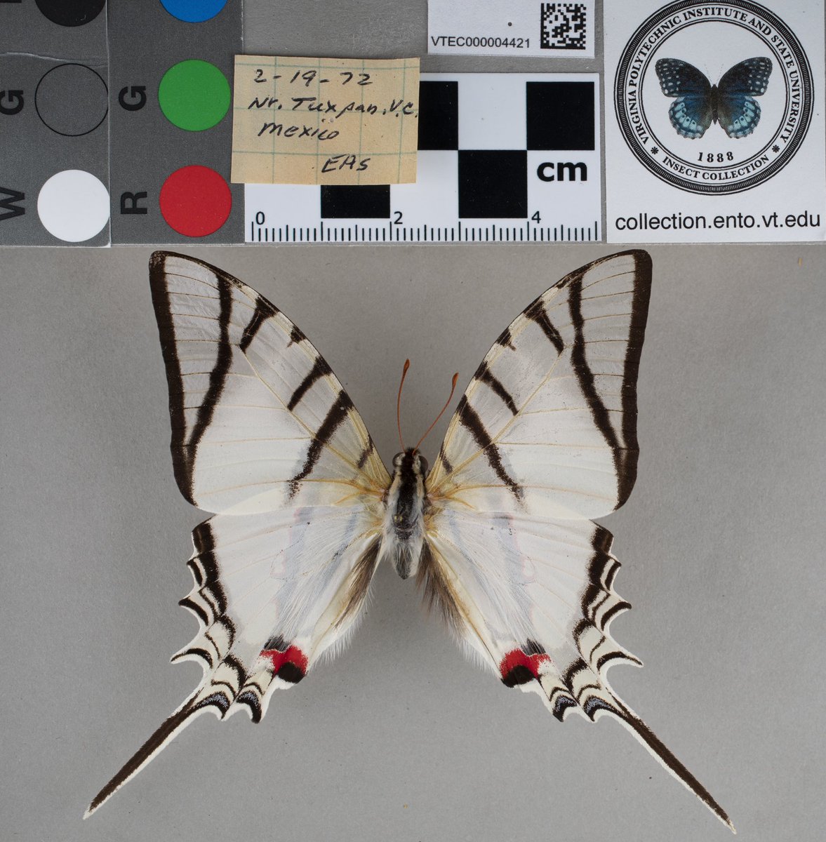 VT Insect Collection tweet media