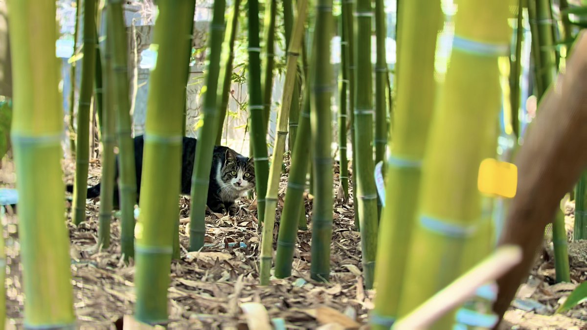 济南泉城爱熊叔 tweet media