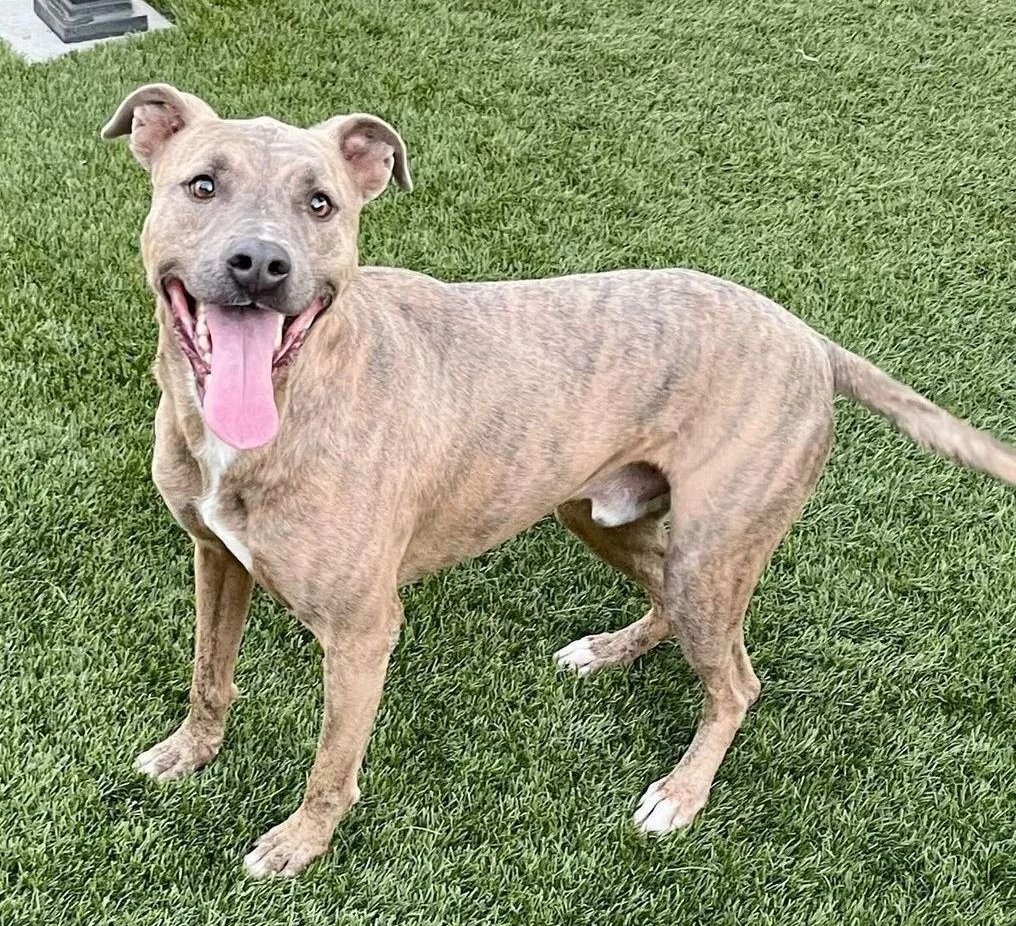 Maple 🐕 🎹 🎸 💙 tweet media