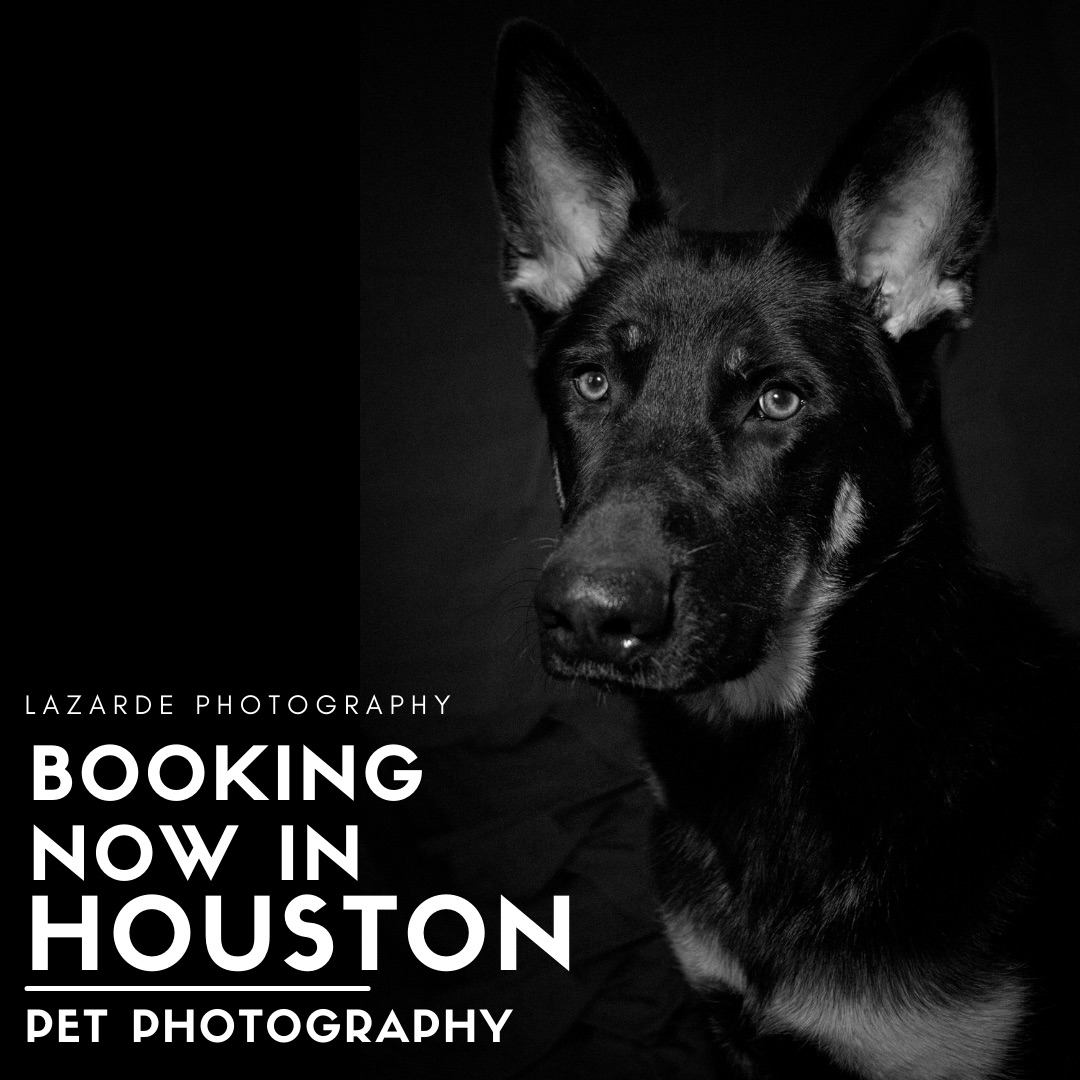 LazardeP's tweet photo. ☮️🖤📸

#petphotography #portraitphotography #houstonphotographer #houstonphotography https://t.co/YWcuTItNbr