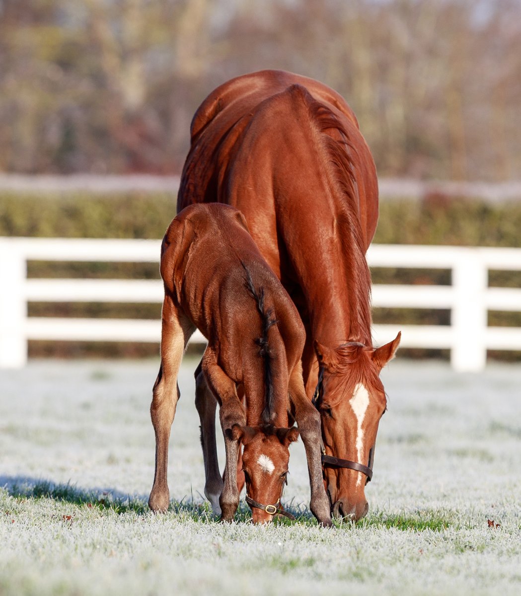 AgaKhanStuds's tweet photo. 🌟 This beautiful #SeaTheStars filly enjoying the weather this morning is the first foal out of Listed winner and multiple Group-placed #Edisa.
Edisa is a half-sister to Gr.1 performer #Ebaiyra #FoalFriday #RPFoalGallery #FoalWatch https://t.co/XouLvBCLDA
