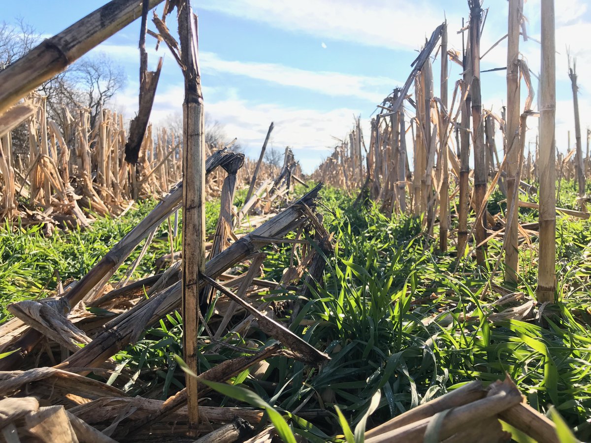 Pandemic Cover Crop Program. Agriculture producers who have coverage under most crop insurance policies are eligible for a $5/acre premium on 2022 crop year cover crops. Visit farmers.gov/cover-crops for more info or call 815-937-8940 ext. 2