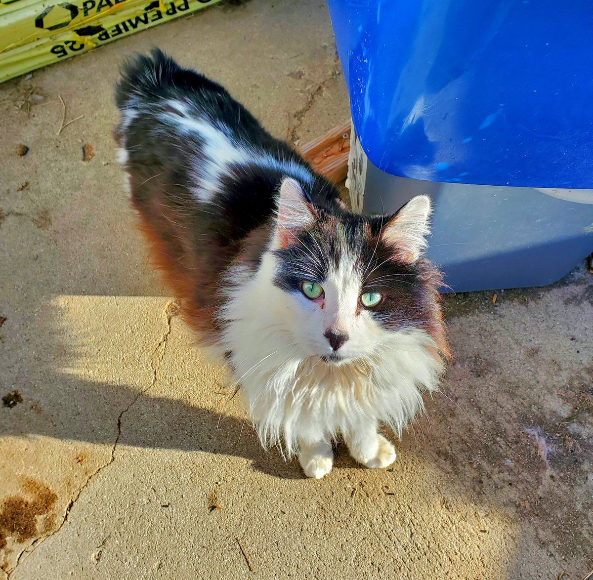 Danielle_Foreva's tweet photo. Is it just me or is the most annoying thing in the world when cats rush to get in front of you only to walk super slow making it so you have to walk super slow!? Haha cats can be assholes sometimes. 😅 Love him tho. https://t.co/0VKlKtE4HT