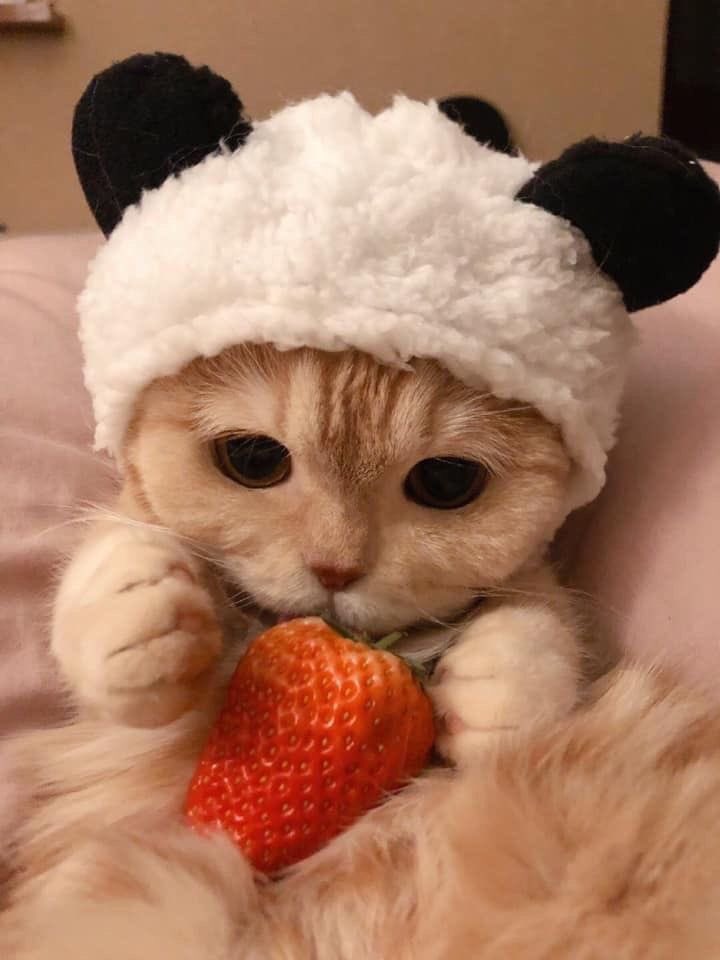 ncavvas's tweet photo. @sweetnndbitter @cheetoswinilpie Ути-пути, какие милашечки😢💖 https://t.co/f4dy43C7SN