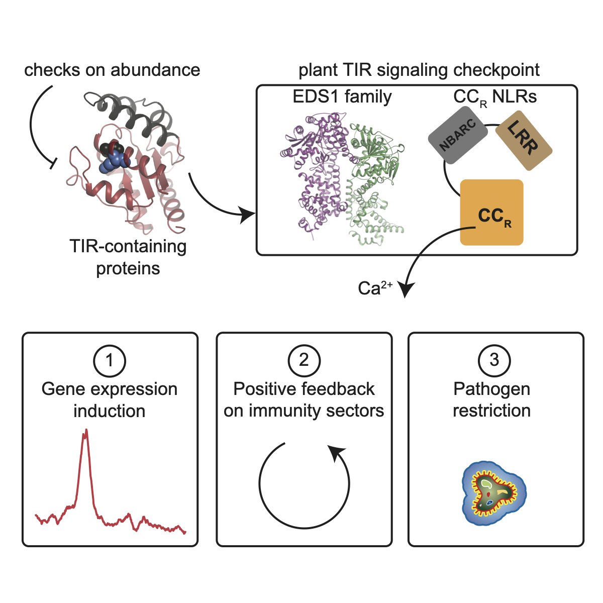 Here, we attempted to assemble a coherent A to Z picture of TIR signaling in plants with insights from evolutionary, biochemical, structural, genetic, gene expression, and chromatin studies. <a href="/ParkerLab_MPIPZ/">Parker Lab</a> and Xin Li labs, <a href="/UU_Plants/">UU_Plants</a> #openaccess for education and research!