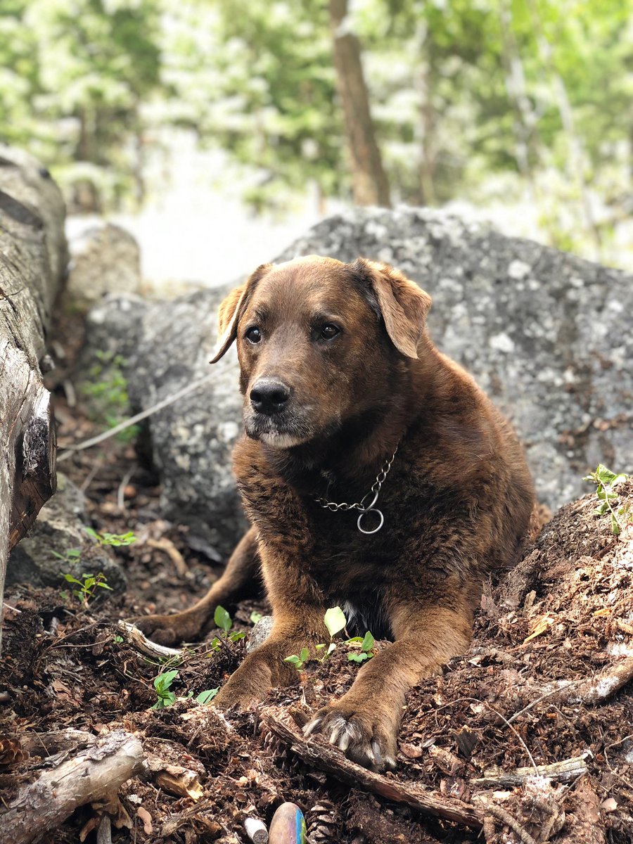 Jackson_Caller5's tweet photo. RIP old pup ❤️ 🐕 https://t.co/DjroRKGYaL